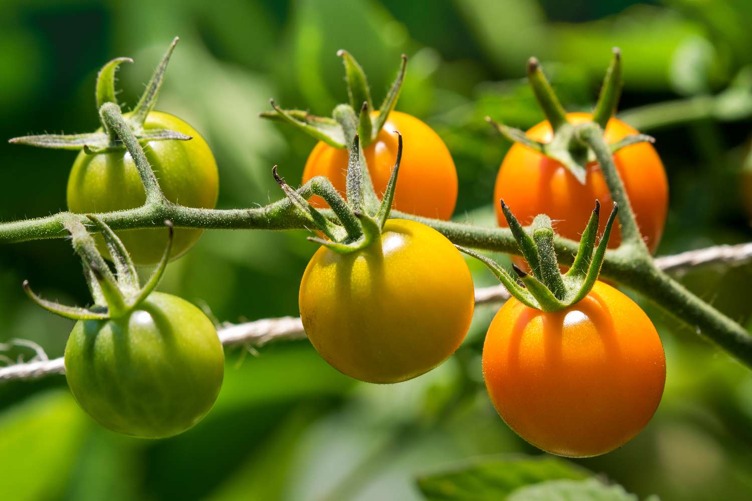 Grow Your Own: 10 Easiest Veggies for Beginner Gardeners